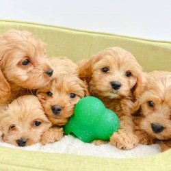Beautiful Cavoodle Puppies