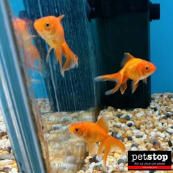 Red Fans Gold Fish